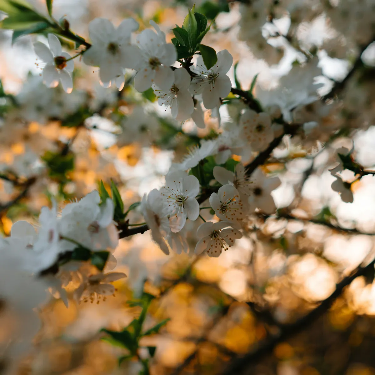 常见的 JS 设计模式-上